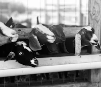 black and white photo of a group of goats in a pen